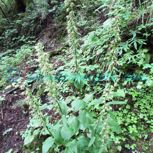 Epipactis helleborine (L.) Crantz Plants of Nepal