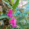 Impatiens balsamina L. Plants of Nepal
