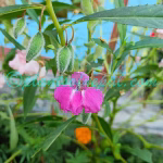 Impatiens balsamina L. Plants of Nepal Impatiens balsamina L.
