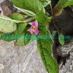 Impatiens chungtienensis Y.L.Chen Plants of Nepal Impatiens chungtienensis Y.L.Chen