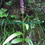 Gymnadenia orchidis Lindl. Plants of Nepal Gymnadenia orchidis Lindl.