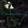 Primula buryana Balf.f. Plants of Nepal
