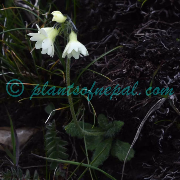 Primula buryana Balf.f. Plants of Nepal