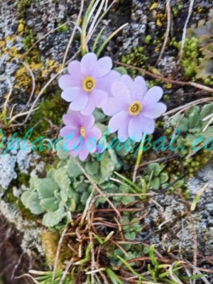Primula concinna G.Watt Plants of Nepal