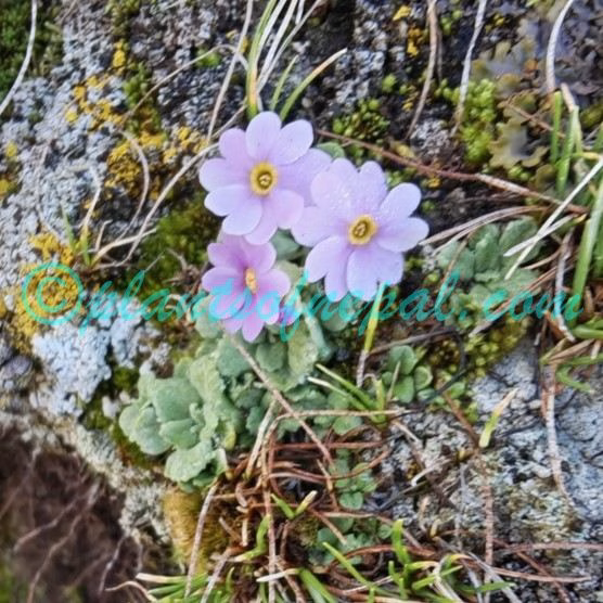 Primula concinna G.Watt Plants of Nepal