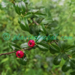 Pyracantha crenulata (D.Don) M.Roem. Plants of Nepal Pyracantha crenulata (D.Don) M.Roem.