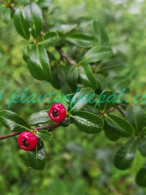 Pyracantha crenulata (D.Don) M.Roem. Plants of Nepal