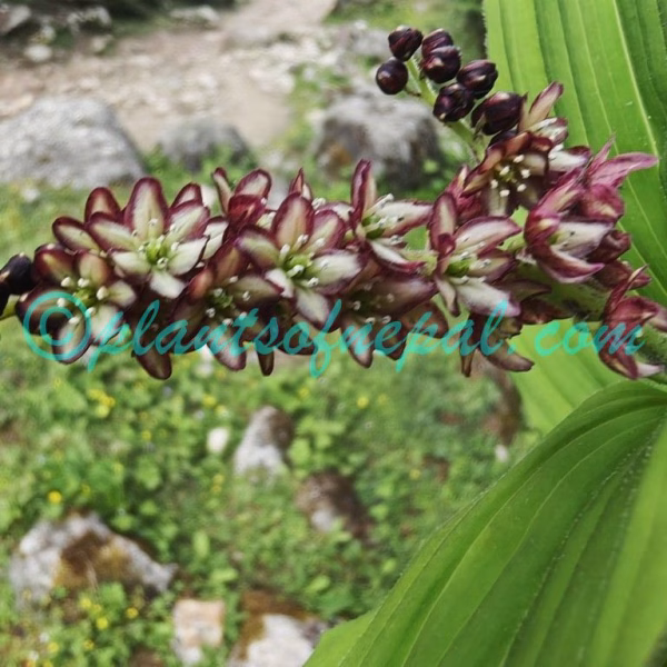 Maianthemum purpureum (Wall.) LaFrankie Plants of Nepal