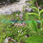 Maianthemum purpureum (Wall.) LaFrankie Plants of Nepal Maianthemum purpureum (Wall.) LaFrankie