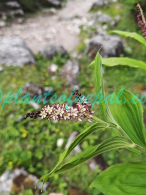 Maianthemum purpureum (Wall.) LaFrankie Plants of Nepal