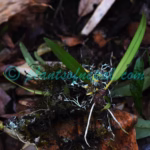 Bulbophyllum reptans (Lindl.) Lindl. ex Wall.