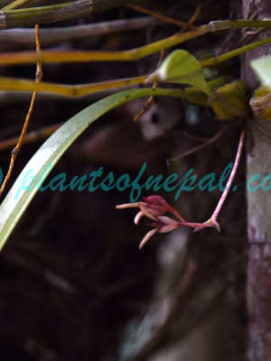 Bulbophyllum rolfei (Kuntze) Seidenf. Plants of Nepal Bulbophyllum rolfei (Kuntze) Seidenf. Plants of Nepal