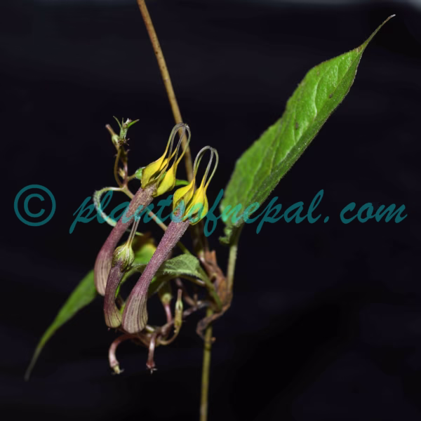 Ceropegia pubescens Wall. Plants of Nepal