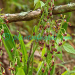 Calanthe mannii Hook.f.