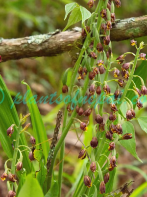 Calanthe mannii Hook.f. Plants of Nepal Calanthe mannii Hook.f. Plants of Nepal