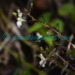 Impatiens radiata Hook.f. Plants of Nepal Impatiens radiata Hook.f.