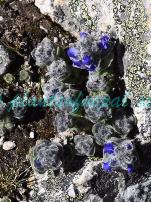 Veronica lanuginosa Benth. ex Hook.f. Plants of Nepal