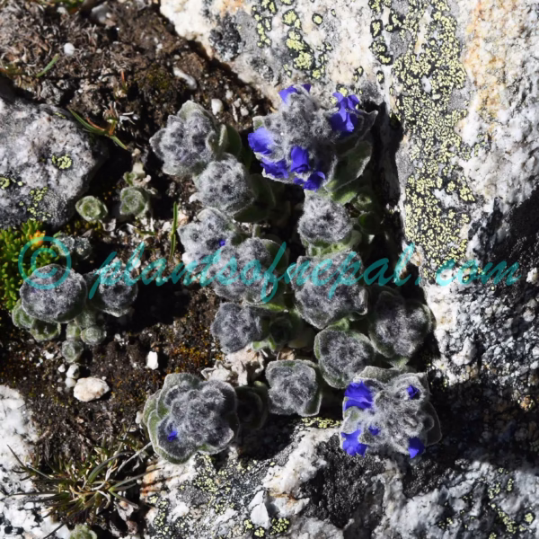 Veronica lanuginosa Benth. ex Hook.f. Plants of Nepal