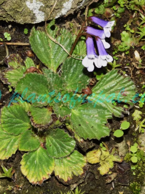 Corallodiscus lanuginosus (Wall. ex R.Br.) B.L.Burtt Plants of Nepal