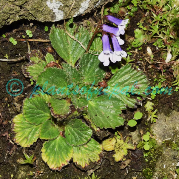 Corallodiscus lanuginosus (Wall. ex R.Br.) B.L.Burtt Plants of Nepal