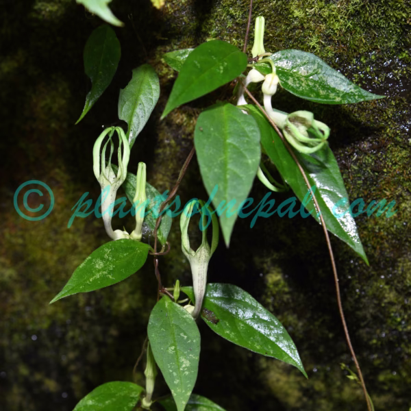 Ceropegia macrantha Wight Plants of Nepal