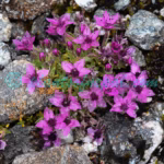 Shivparvatia glanduligera (Edgew.) Pusalkar & D.K.Singh Plants of Nepal Shivparvatia glanduligera (Edgew.) Pusalkar & D.K.Singh