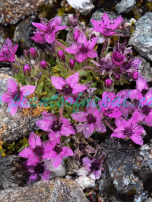 Shivparvatia glanduligera (Edgew.) Pusalkar & D.K.Singh Plants of Nepal