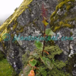 Rheum acuminatum Hook.f. & Thomson Plants of Nepal Rheum acuminatum Hook.f. & Thomson