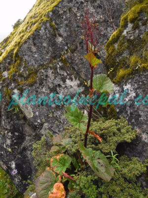 Rheum acuminatum Hook.f. & Thomson Plants of Nepal