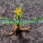 Hypoxis aurea Lour. Plants of Nepal Hypoxis aurea Lour.