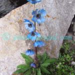 Meconopsis horridula Hook.f. & Thomson Plants of Nepal Meconopsis horridula Hook.f. & Thomson