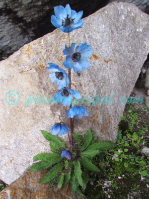 Meconopsis horridula Hook.f. & Thomson Plants of Nepal