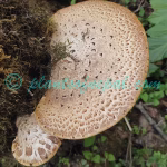 Cerioporus squamosus (Huds.) Quélet