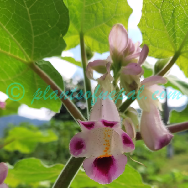 Martynia annua L. Plants of Nepal