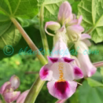 Martynia annua L. Plants of Nepal Martynia annua L.
