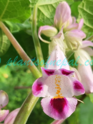 Martynia annua L. Plants of Nepal