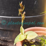 Goodyera viridiflora (Blume) Lindl. ex D.Dietr. Plants of Nepal Goodyera viridiflora (Blume) Lindl. ex D.Dietr.