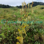Meconopsis regia G.Taylor Plants of Nepal Meconopsis regia G.Taylor