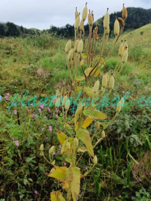 Meconopsis regia G.Taylor Plants of Nepal
