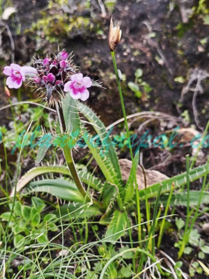 Morina nepalensis D.Don Plants of Nepal