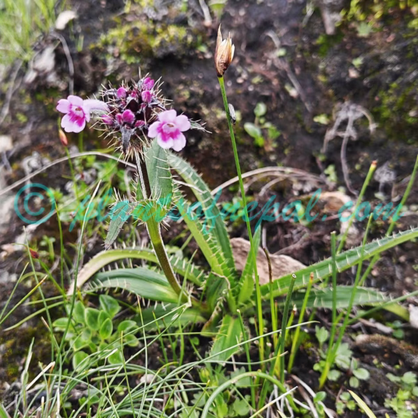 Morina nepalensis D.Don Plants of Nepal
