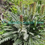 Morina polyphylla Wall. ex DC. Plants of Nepal Morina polyphylla Wall. ex DC.