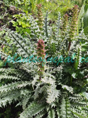 Morina polyphylla Wall. ex DC. Plants of Nepal