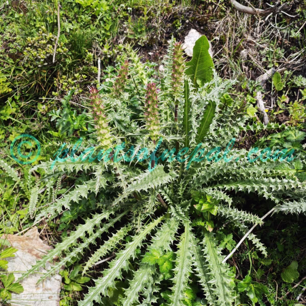 Morina polyphylla Wall. ex DC. Plants of Nepal