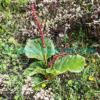 Rheum moorcroftianum Royle Plants of Nepal