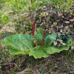 Rheum moorcroftianum Royle Plants of Nepal Rheum moorcroftianum Royle