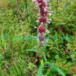 Morina longifolia Wall. ex DC. Plants of Nepal Morina longifolia Wall. ex DC.