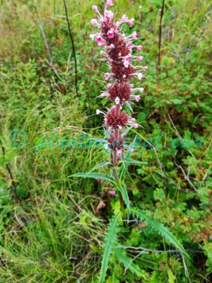 Morina longifolia Wall. ex DC. Plants of Nepal