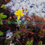 Saxifraga brunonis Wall. ex Ser. Plants of Nepal Saxifraga brunonis Wall. ex Ser.