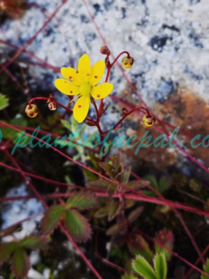 Saxifraga brunonis Wall. ex Ser. Plants of Nepal